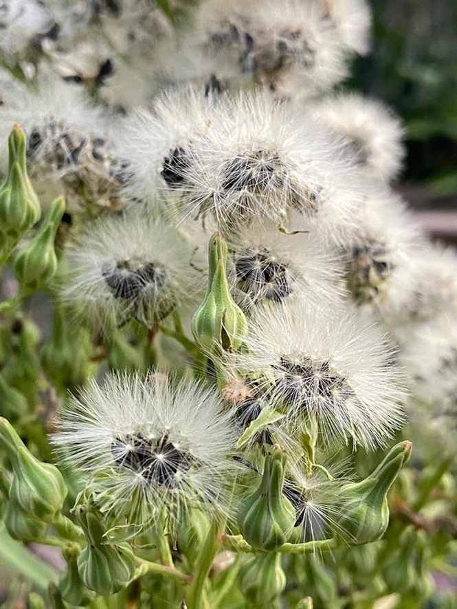 Lactuca indica - Organicidade - Canto das Flores 8