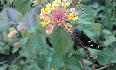 Lantana camara - Canto das Flores 4