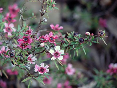 Leptospermum scoparium - Forest e Kim Starr