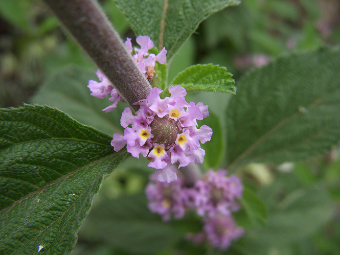 Lippia alba - Dianakc - Canto das Flores 6