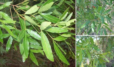 Lithraea molleoides - Andrés González