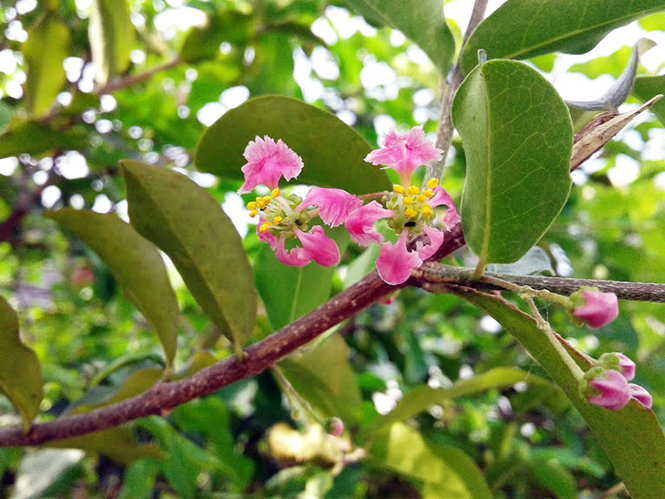 Malpighia emarginata - Canto das Flores 2