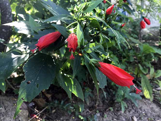 Malvaviscus arboreus - Canto das Flores 7