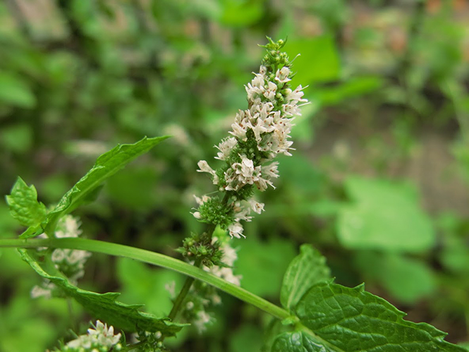 Mentha spicata - Organicidade - Canto das Flores 1