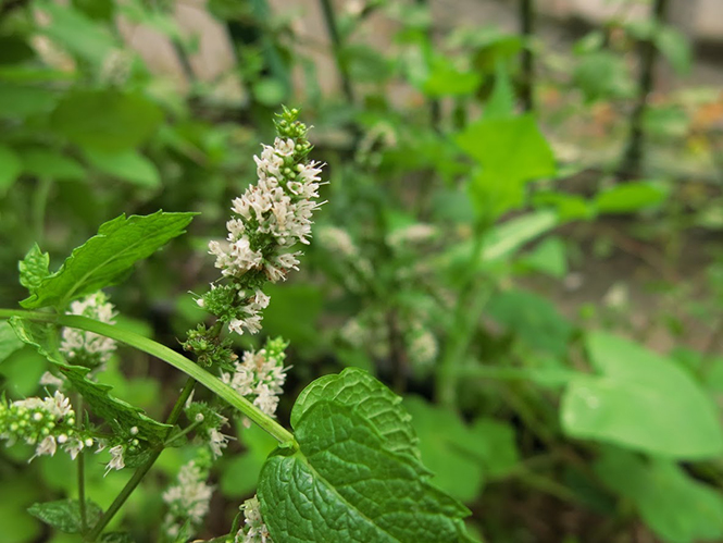Mentha spicata - Organicidade - Canto das Flores 2