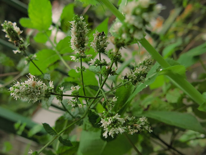 Mentha spicata - Organicidade - Canto das Flores 3