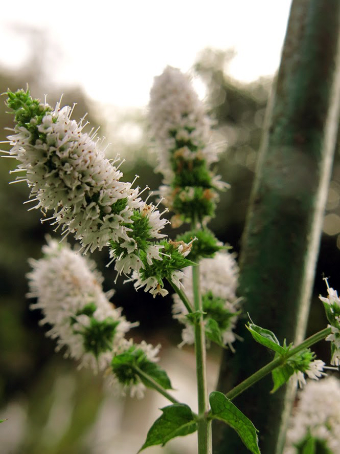 Mentha spicata - Organicidade - Canto das Flores 7