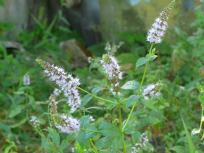 Mentha spicata - Radu Chibzii - Canto das Flores 8