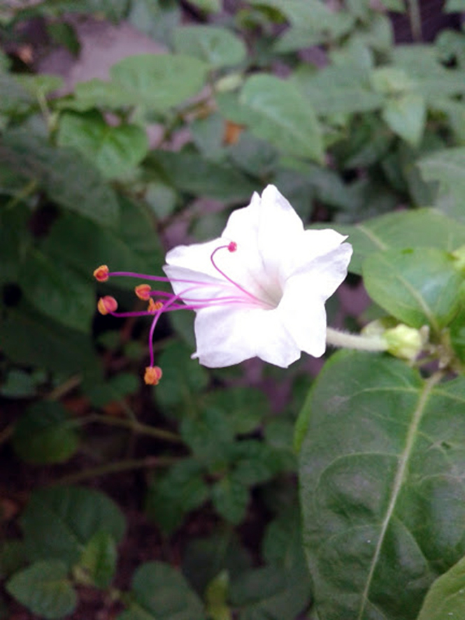 Mirabilis jalapa L. — Herbário