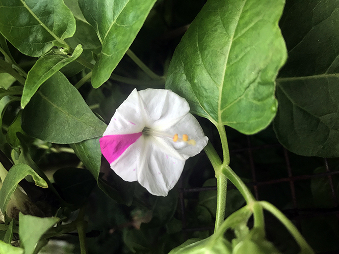 Mirabilis - CF 6 - flor mesclada