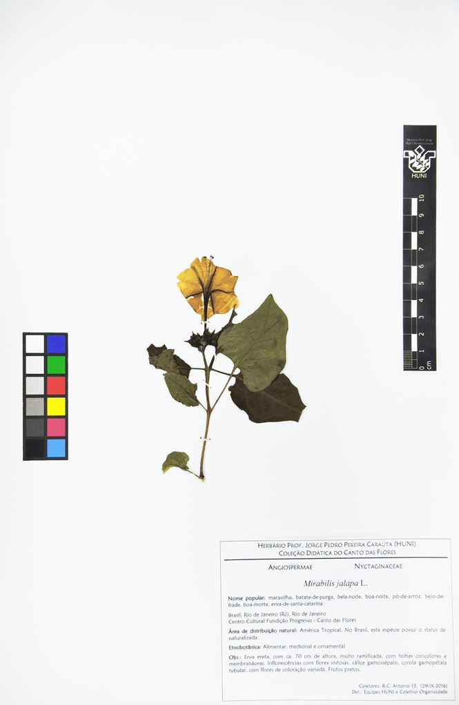 Mirabilis jalapa - Exsicata