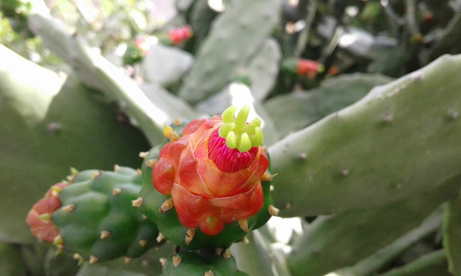 Nopalea cochenillifera - Canto das Flores 4