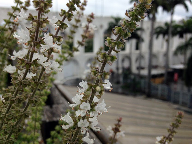 Ocimum basilicum - Canto das Flores 1