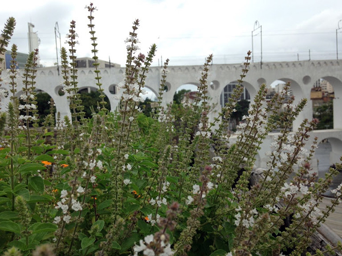 Ocimum basilicum - Canto das Flores 2