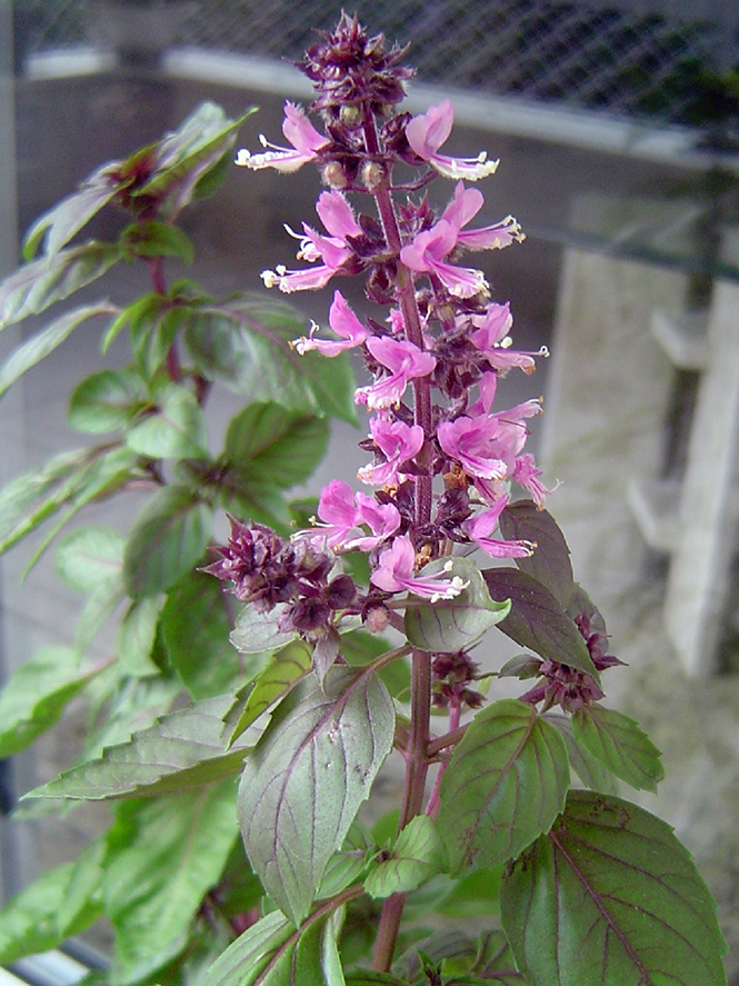 Ocimum basilicum - Canto das Flores 4 (Vanessa 1)