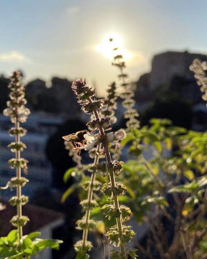 Ocimum basilicum - Canto das Flores 7