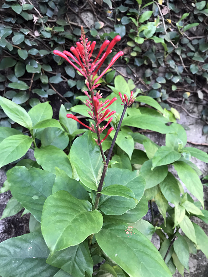 Odontonema tubaeforme - Canto das Flores 3