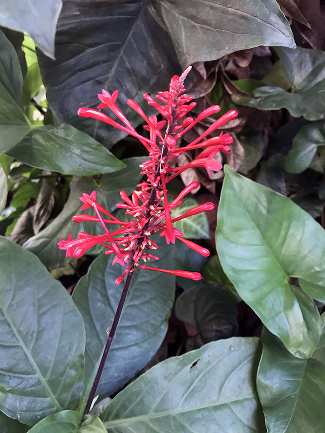 Odontonema tubaeforme - Canto das Flores 4