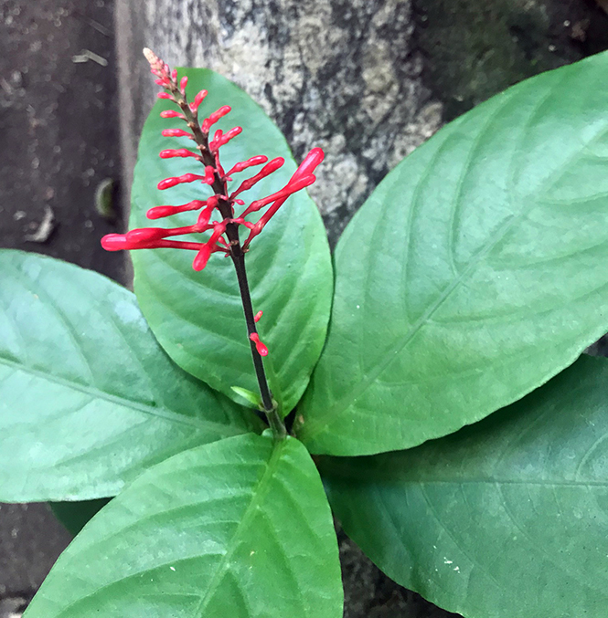 Odontonema tubaeforme - Canto das Flores 6