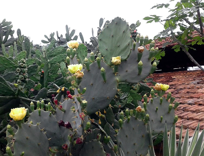 Opuntia dillenii (Ker Gawl.) Haw. — Herbário