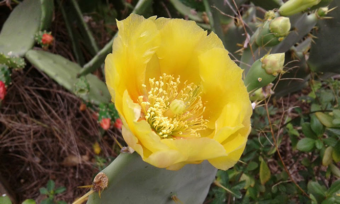 Opuntia dillenii - Canto das Flores 3