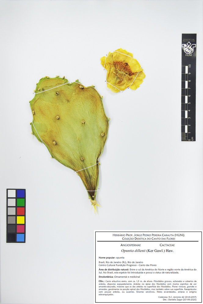 Opuntia dillenii - Exsicata