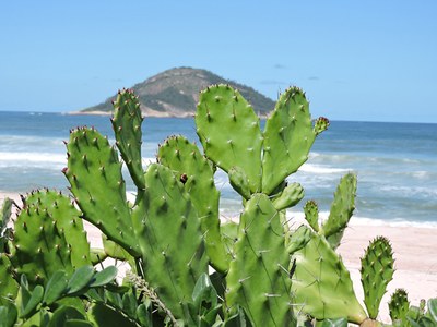 Opuntia monacantha - Canto das Flores 1