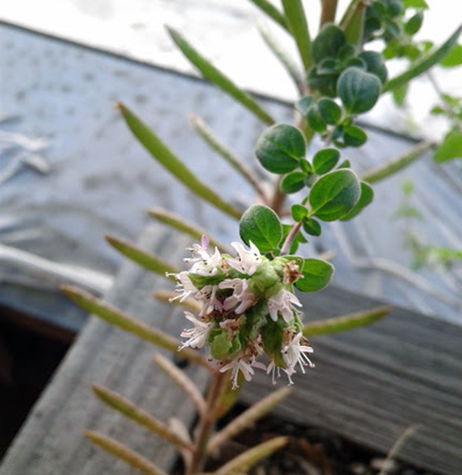 Origanum vulgare - Canto das Flores 2