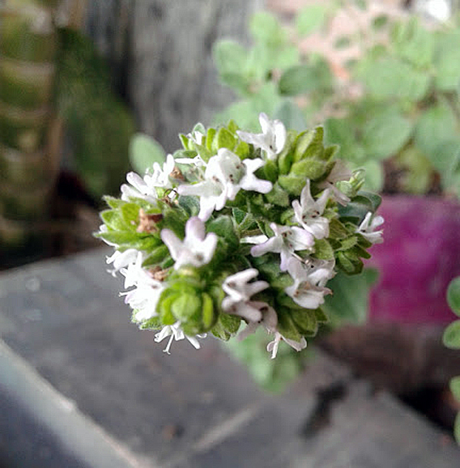 Origanum vulgare - Canto das Flores 3