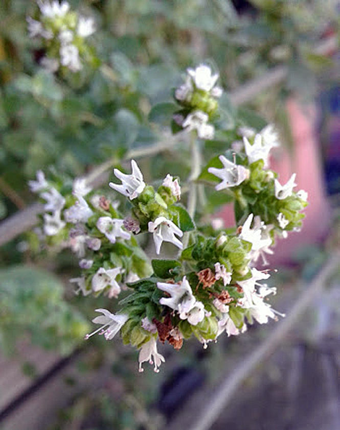 Origanum vulgare - Canto das Flores 4