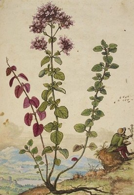 Origanum vulgare - De materia medica - Mattioli