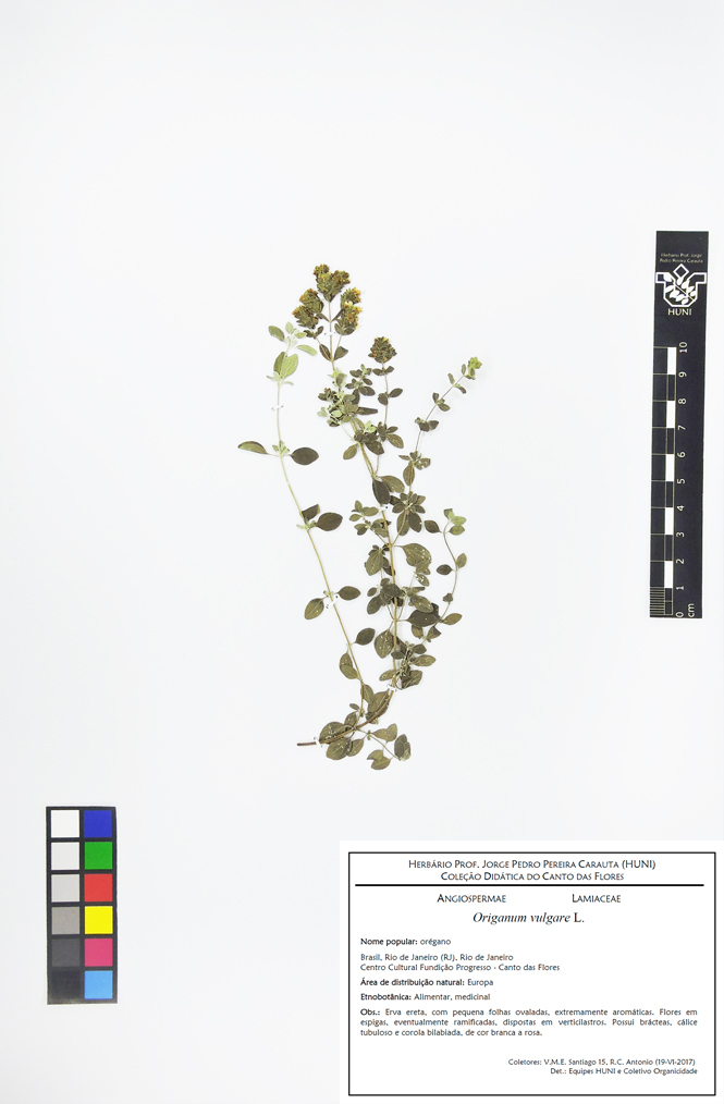 Origanum vulgare - exsicata com etiqueta corrigida