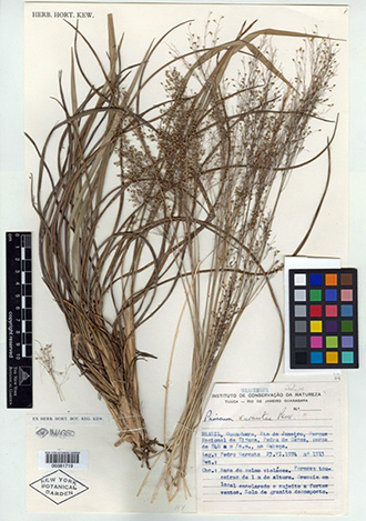 Panicum carautae - 90 anos