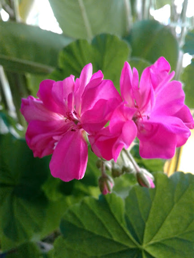 Pelargonium x hortorum - Canto das Flores 1