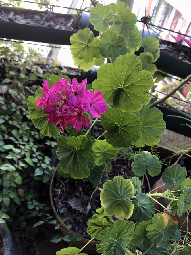 Pelargonium × hortorum L.H. Bailey — Herbário