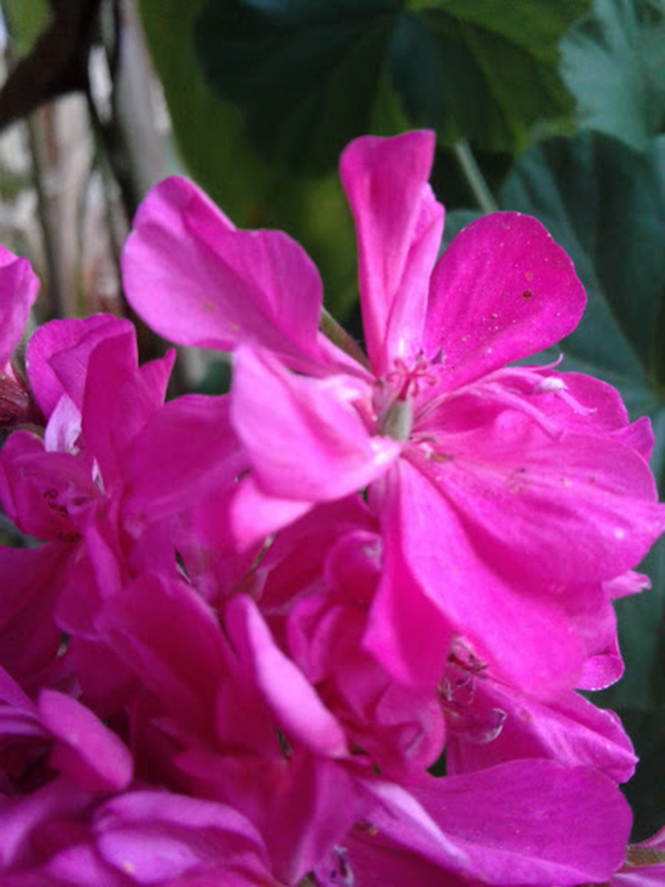 Pelargonium x hortorum - Canto das Flores 5