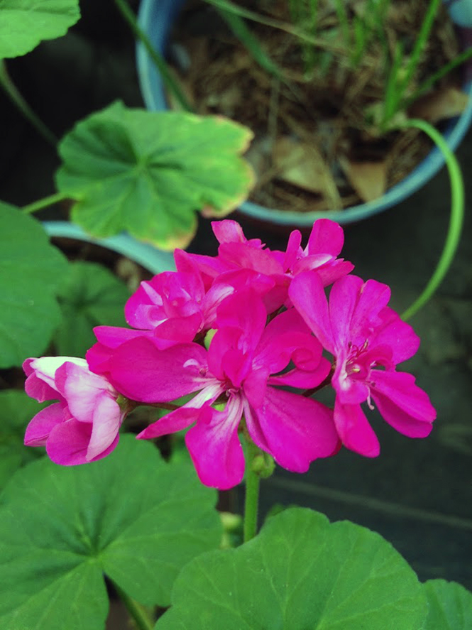 Pelargonium × hortorum L.H. Bailey — Herbário