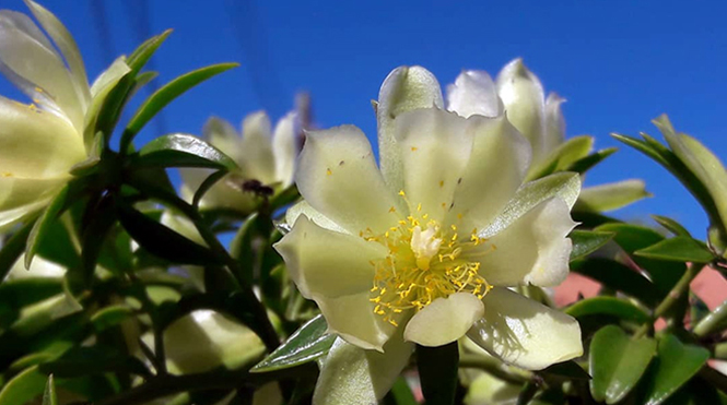 Pereskia aculeata - Douglas - Canto das Flores 12