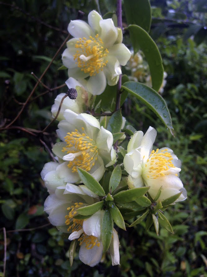 Pereskia aculeata - Organicidade - Canto das Flores 7