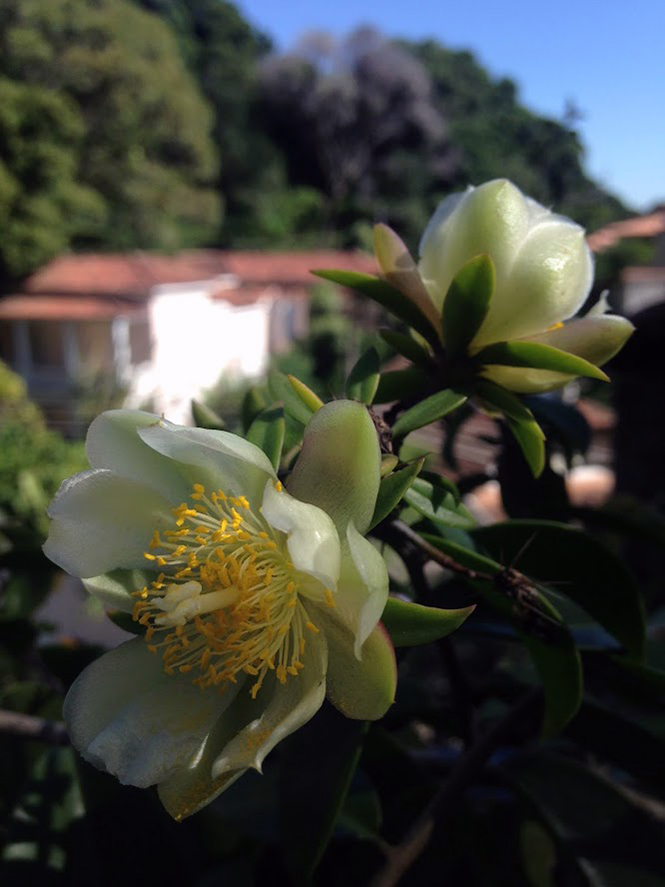 Pereskia aculeata - Organicidade - Canto das Flores 8