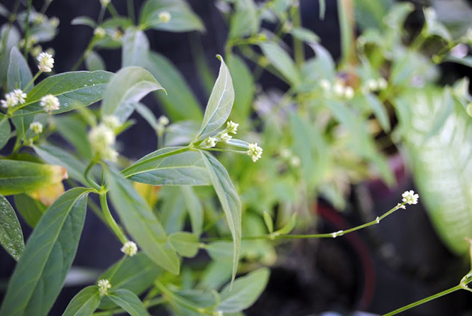 Pfaffia glomerata Canto das Flores 1