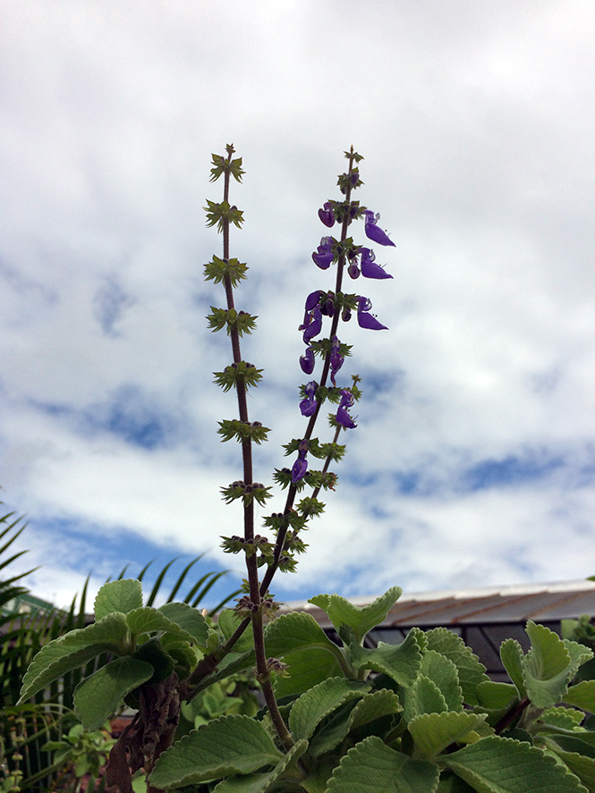 Plectranthus barbatus Andrews — Herbário