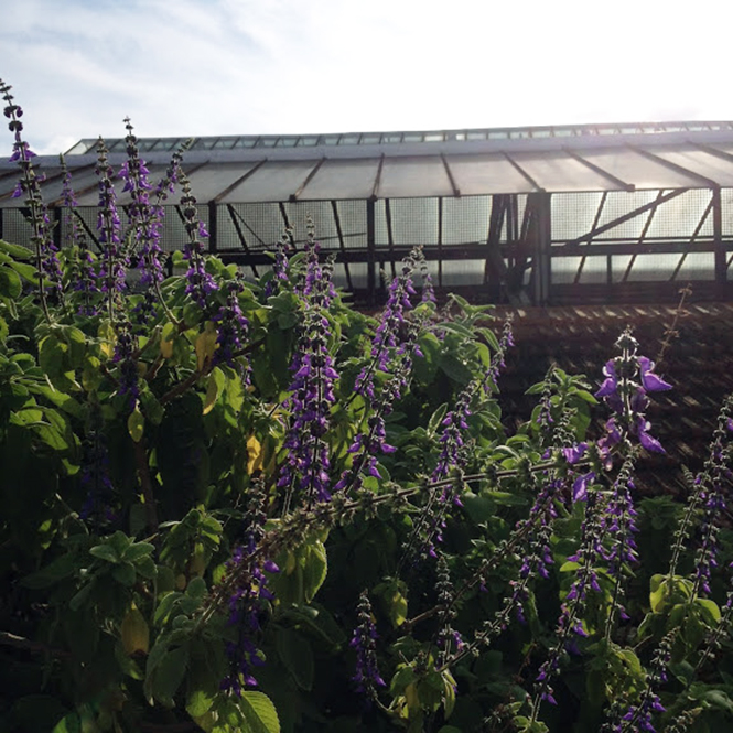 Plectranthus barbatus - Canto das Flores 3