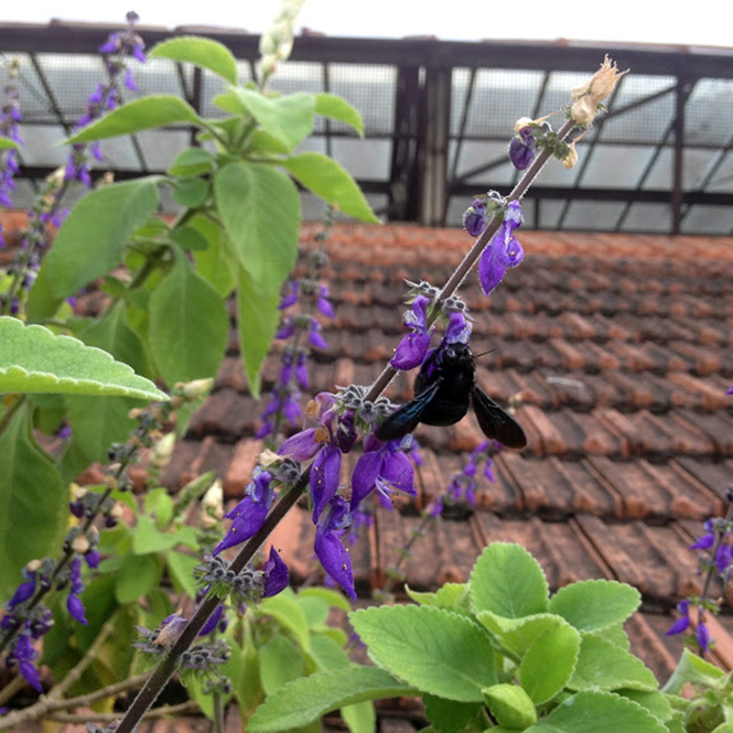 Plectranthus barbatus - Canto das Flores 5