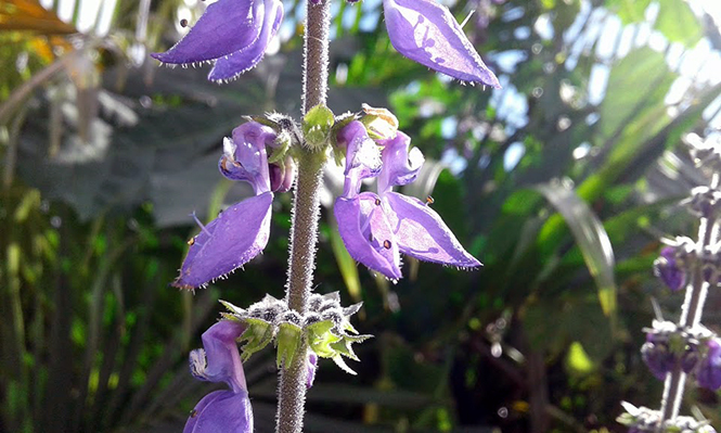 Plectranthus barbatus - Canto das Flores 6