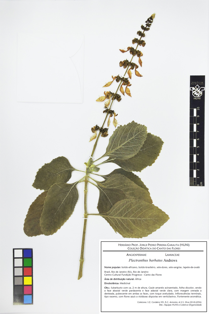 Plectranthus barbatus - Exsicata corrigida