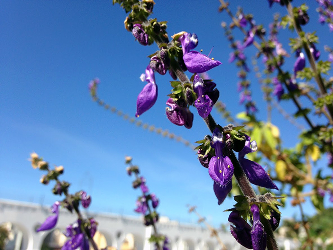 Plectranthus barbatus - Organicidade - Canto das Flores 7