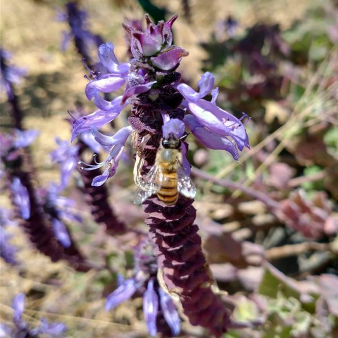 Plectranthus ornatus - Anderson Machado 2