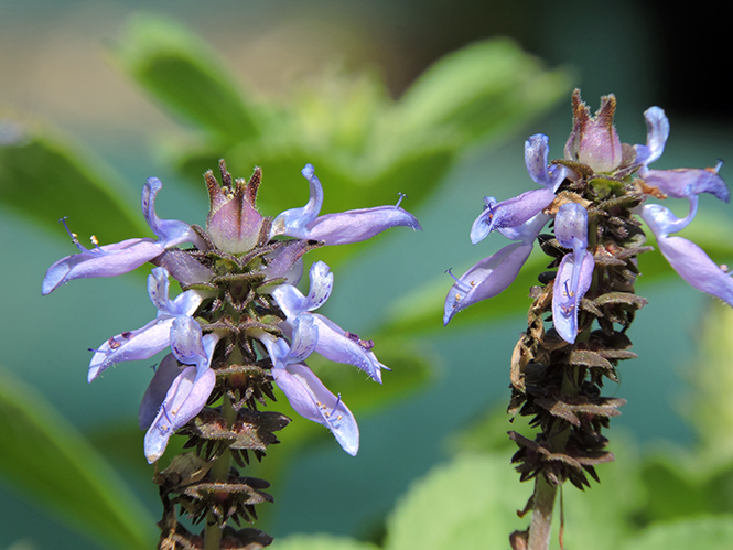 Plectranthus ornatus Codd — Herbário