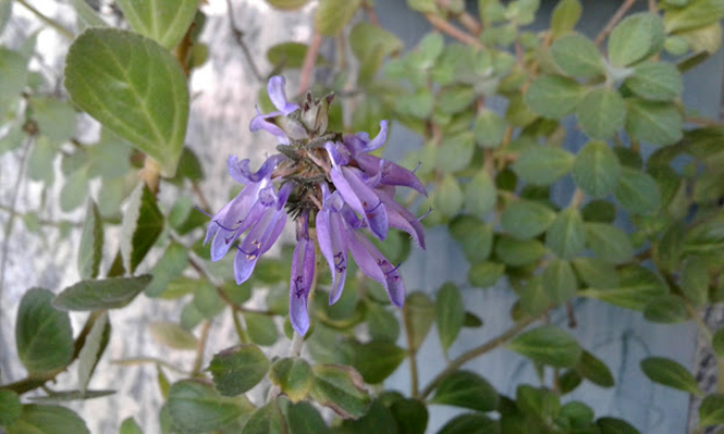 Plectranthus ornatus - Canto das Flores 2